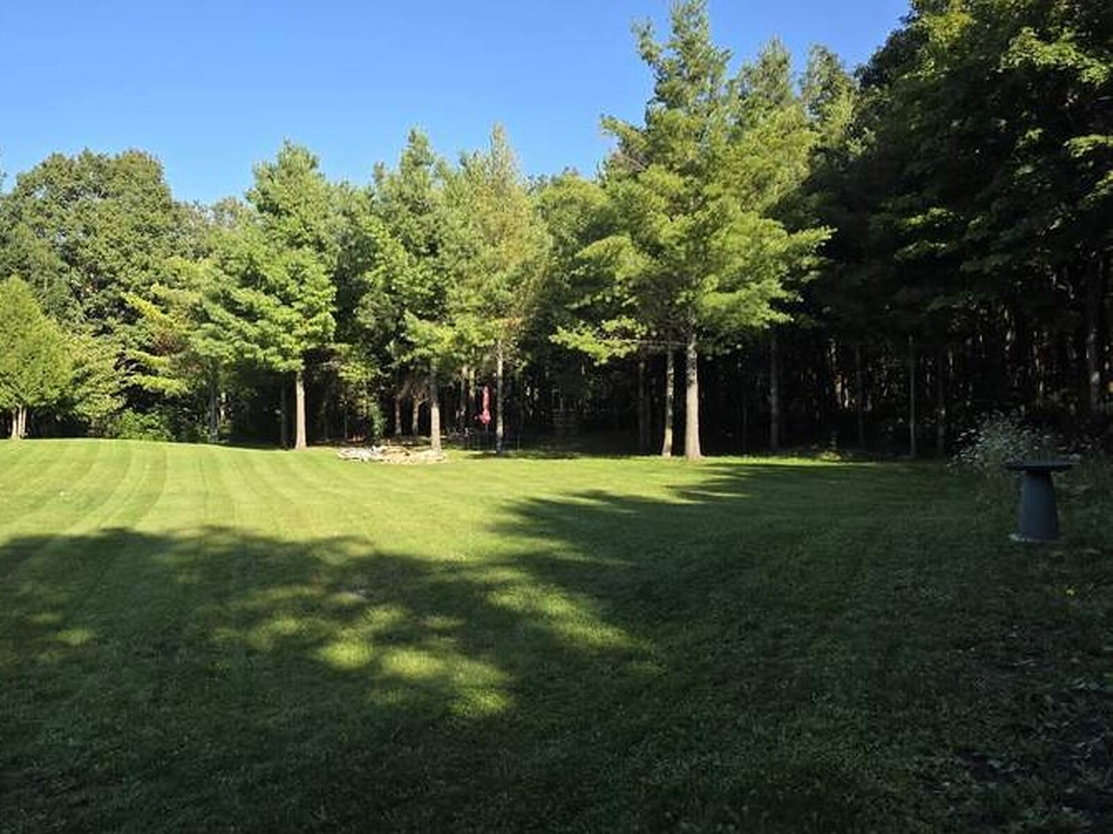 Freshly striped back lawn on a large treed lot, ringed by tall pines and hardwoods